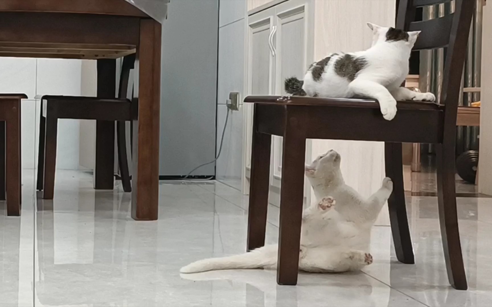 活动  《萌猫下山》