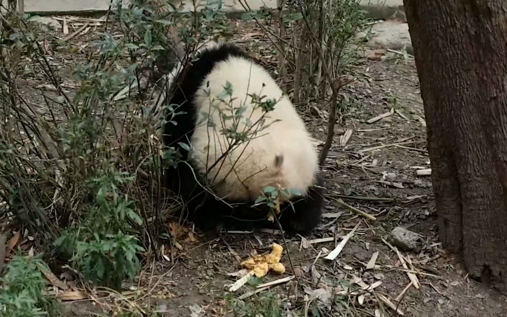 你见过熊猫拉屎吗