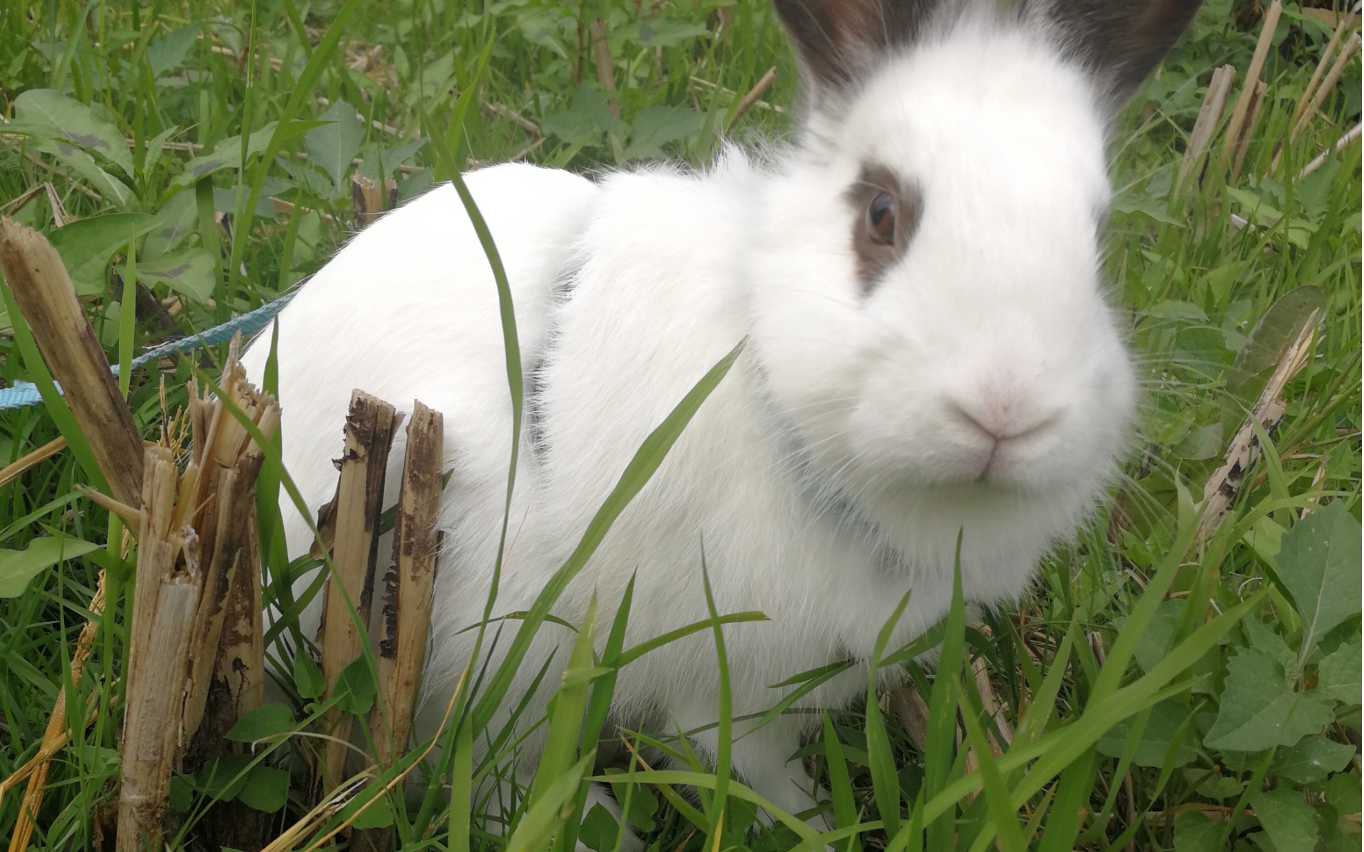 软萌兔变成流氓兔只需要半年_哔哩哔哩 (゜-゜)つロ 干杯~-bilibili