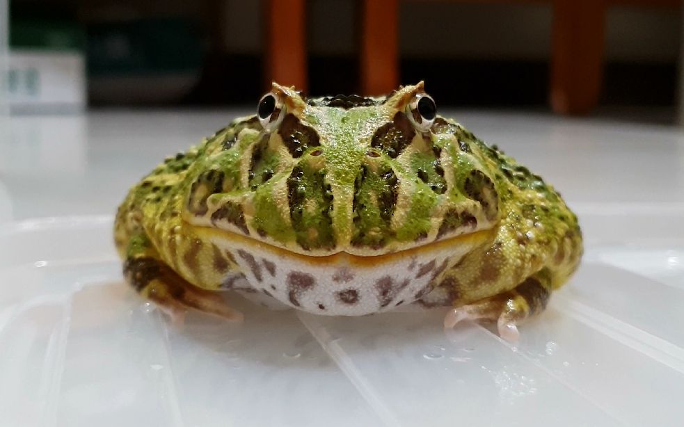 【角蛙纪录】薄荷绿角蛙吃饲料~_哔哩哔哩 (゜-゜)つロ 干杯~-bili