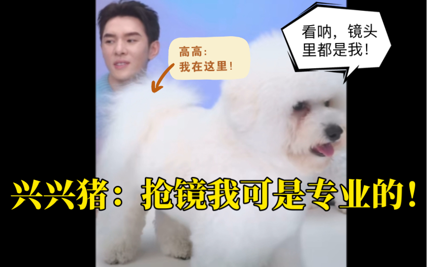 兴兴猪:抢镜我可是专业的!哔哩哔哩bilibili