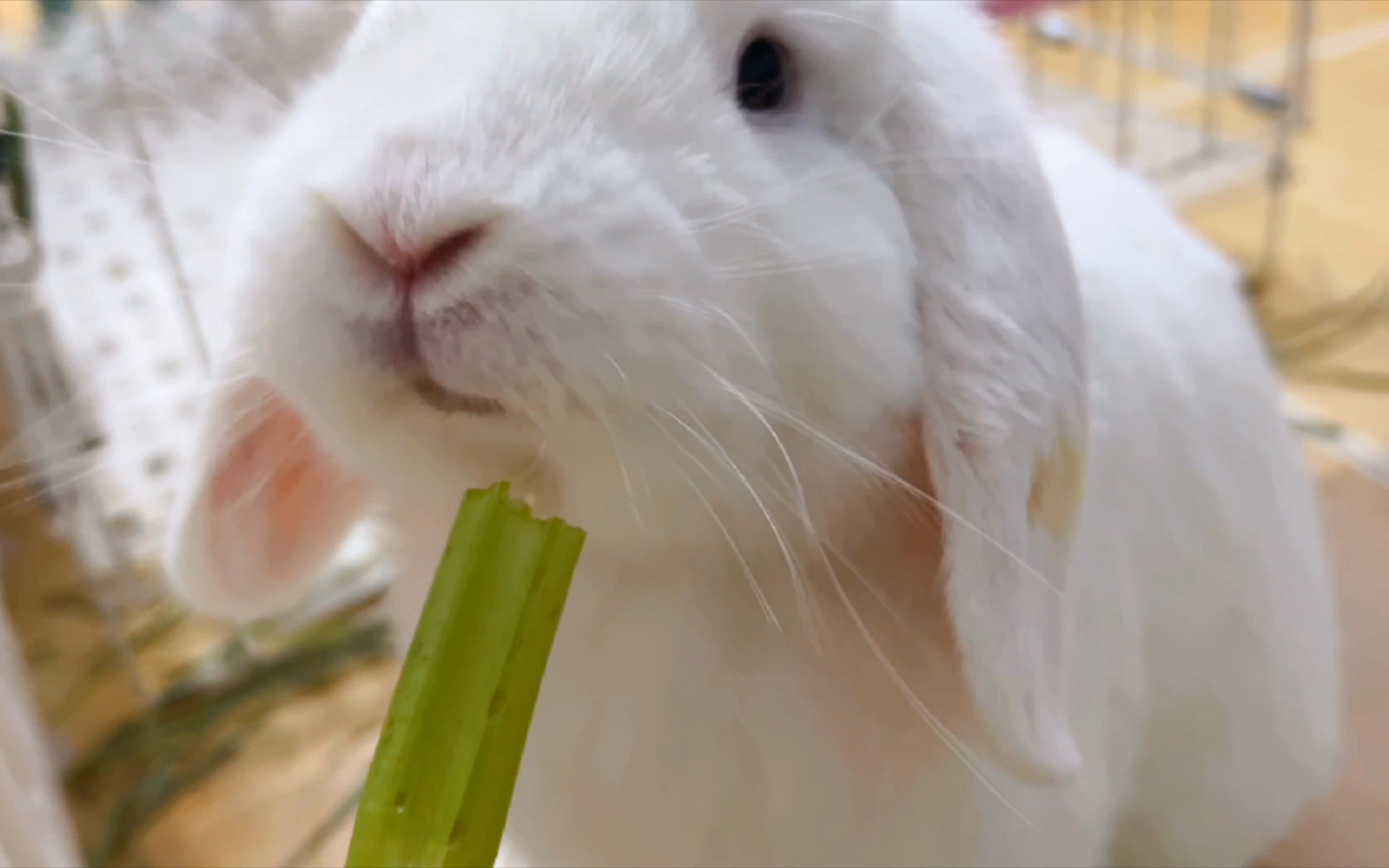 以防万一你们没见过小兔子吃西芹