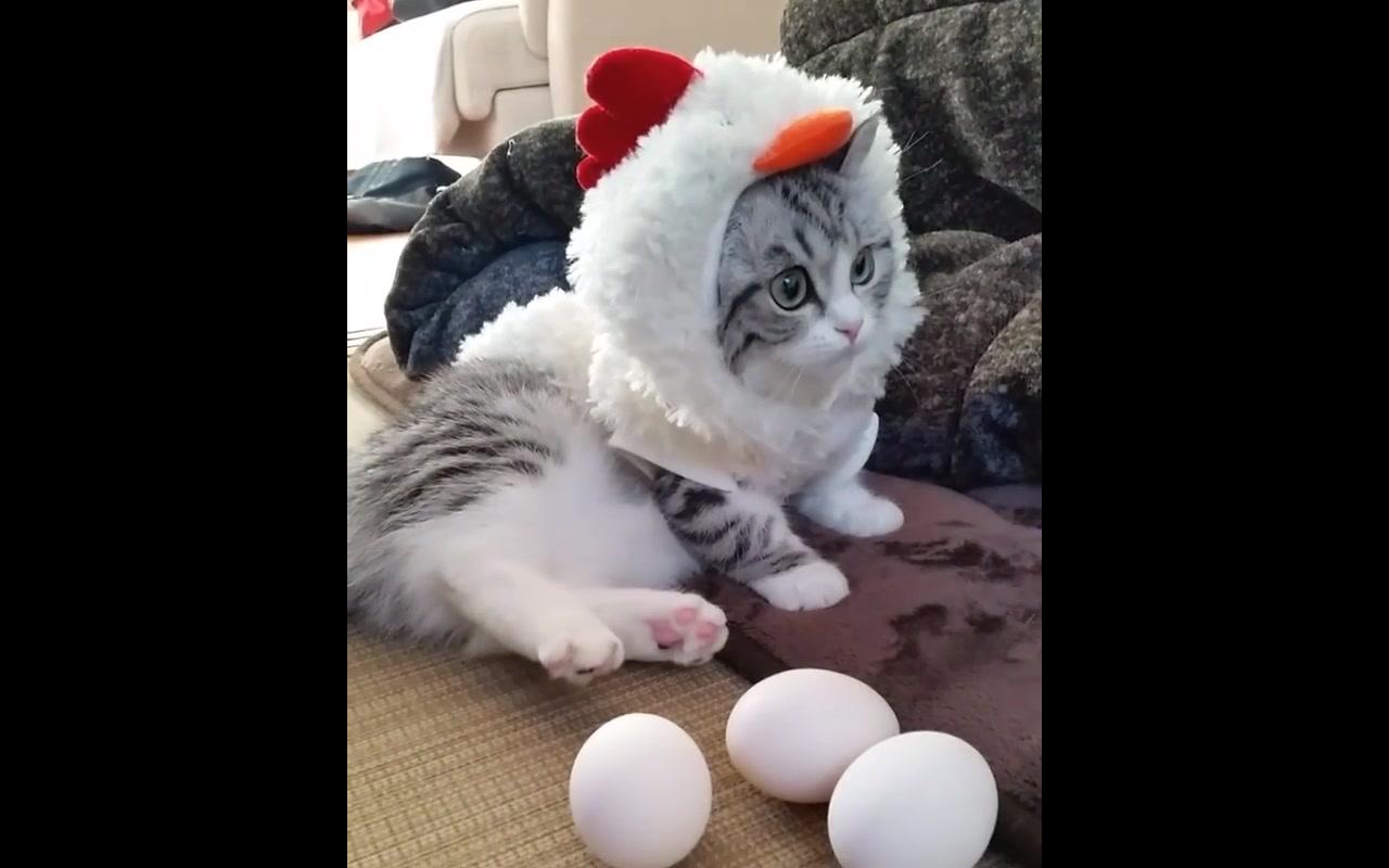 【komaru】一只想偷回家的小天使(末尾有叫声~)