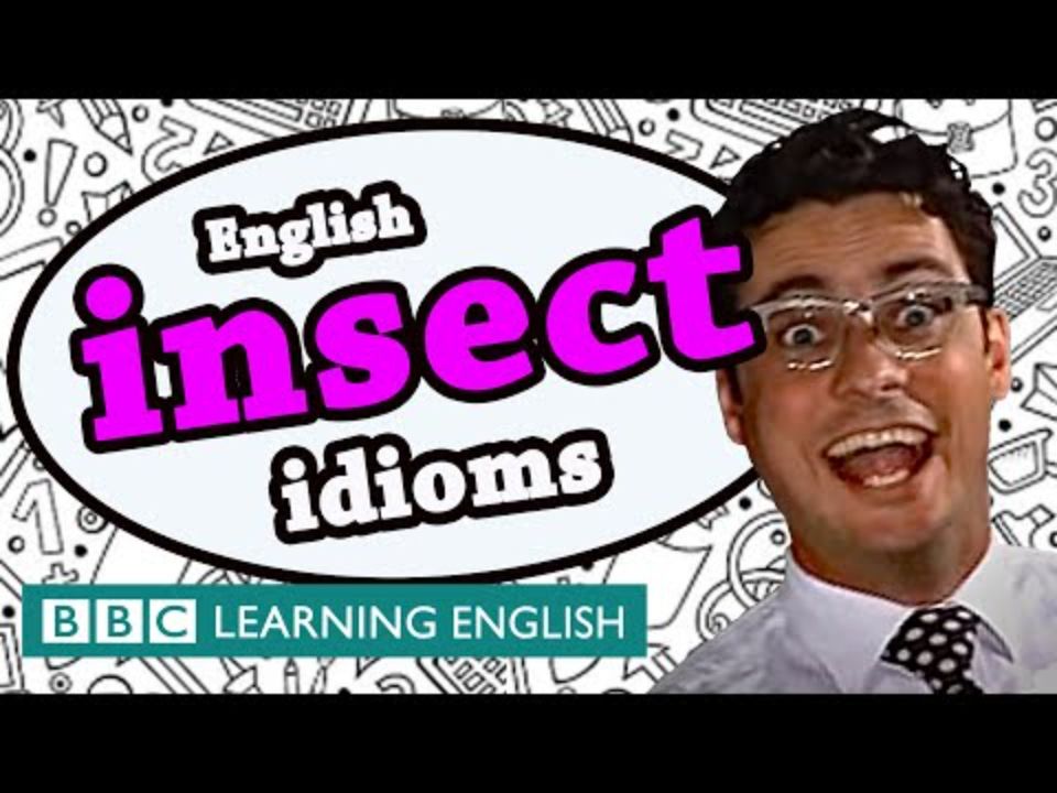 Insect Idioms  Learn English idioms with The Teacher哔哩哔哩bilibili