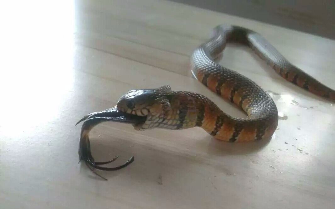 【新人报道】赤练华游的日常喂食