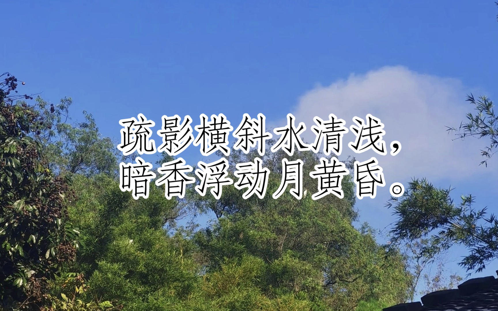 古诗三百首(山园小梅ⷥ…𖤸€[宋代]林逋)哔哩哔哩bilibili