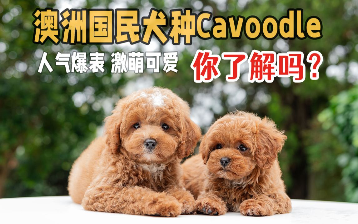 安利一个你不知道的犬种!澳洲国民宠物Cavoodle狗狗大解析:萌到炸裂,混血狗狗也有无法抗拒的萌力!哔哩哔哩bilibili