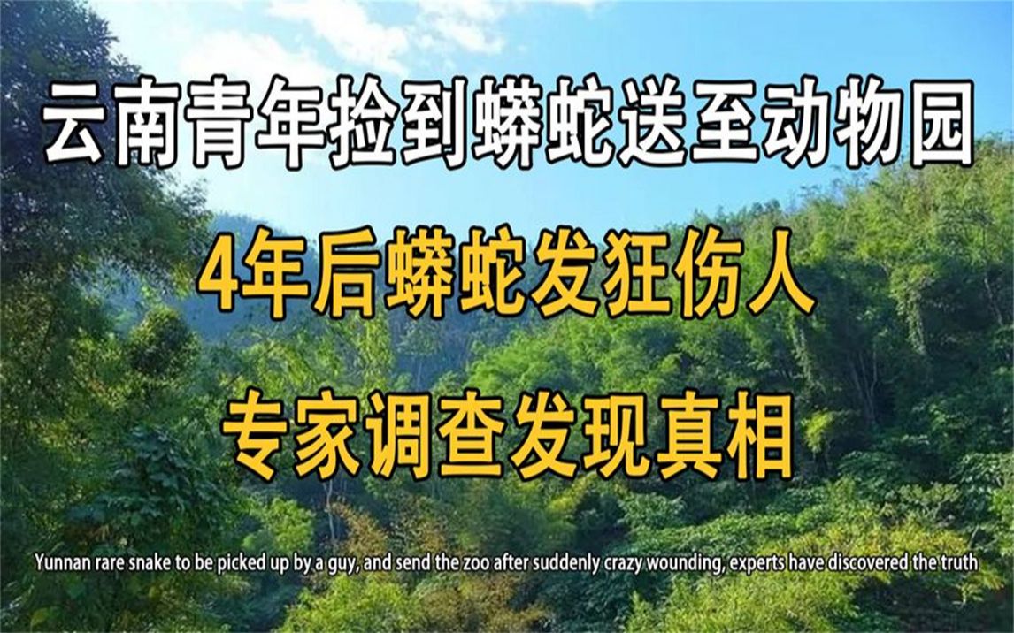 云南黄金蟒蛇被男子捡到,4年后性情大变发狂袭人,专家发现端倪哔哩哔哩bilibili