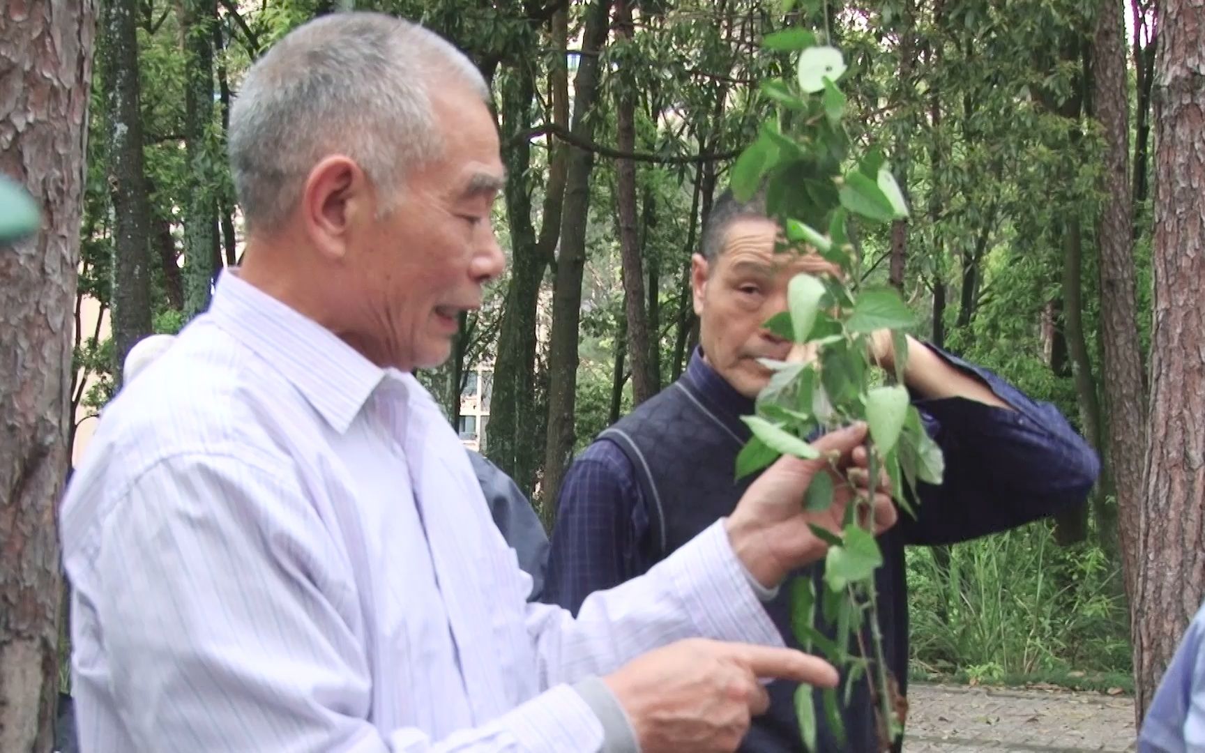 [图]中草药野外观摩课（二）