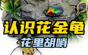 Descargar video: 你知道花金龟是什么吗？顾名思义主打一个花，花里胡哨的