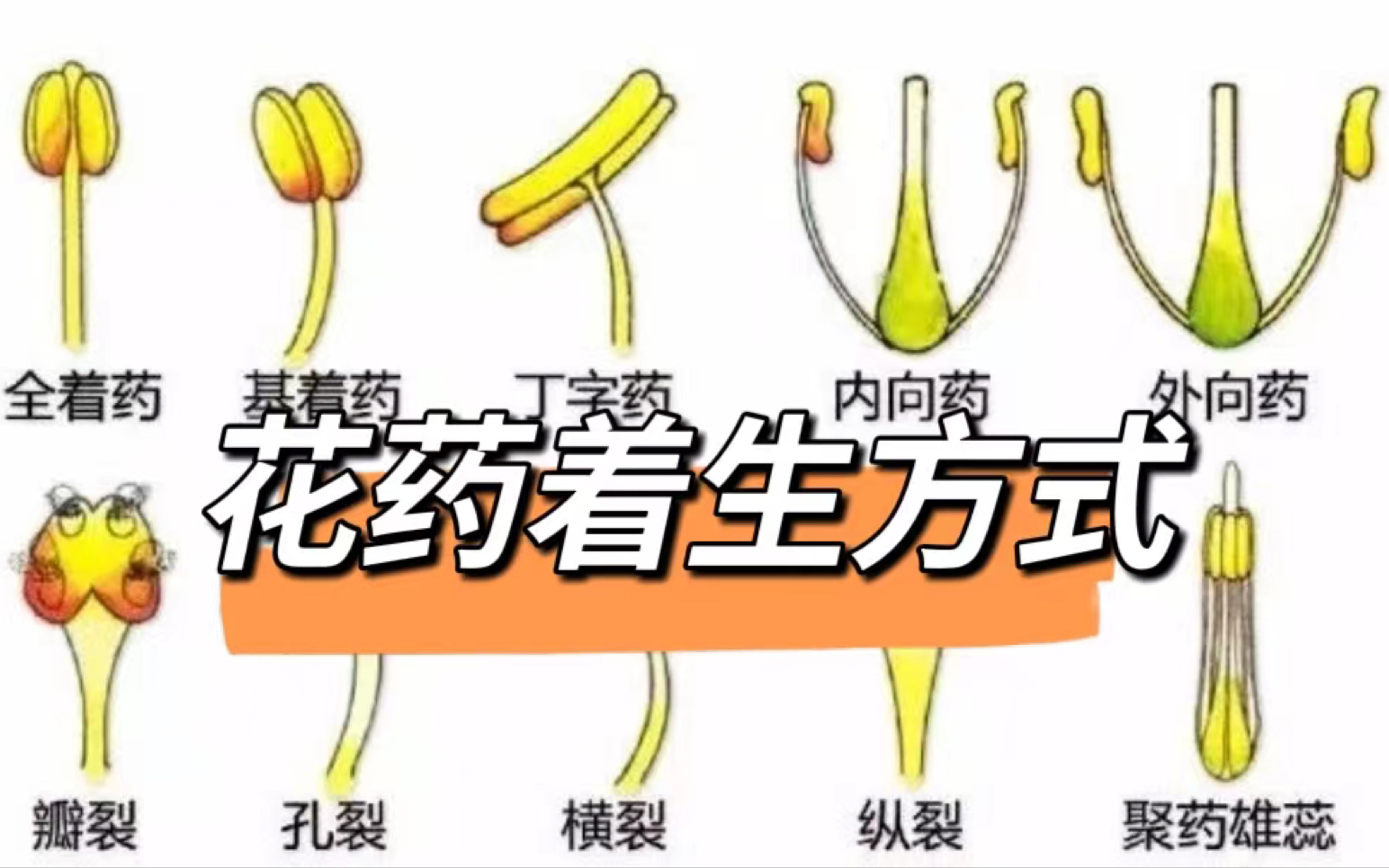 植物学|花药着生方式和花药开裂方式:底着药、背着药、个字着药;花药横裂、花药纵裂、花药孔裂哔哩哔哩bilibili