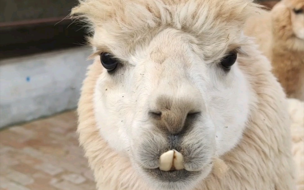 羊驼大门牙如花