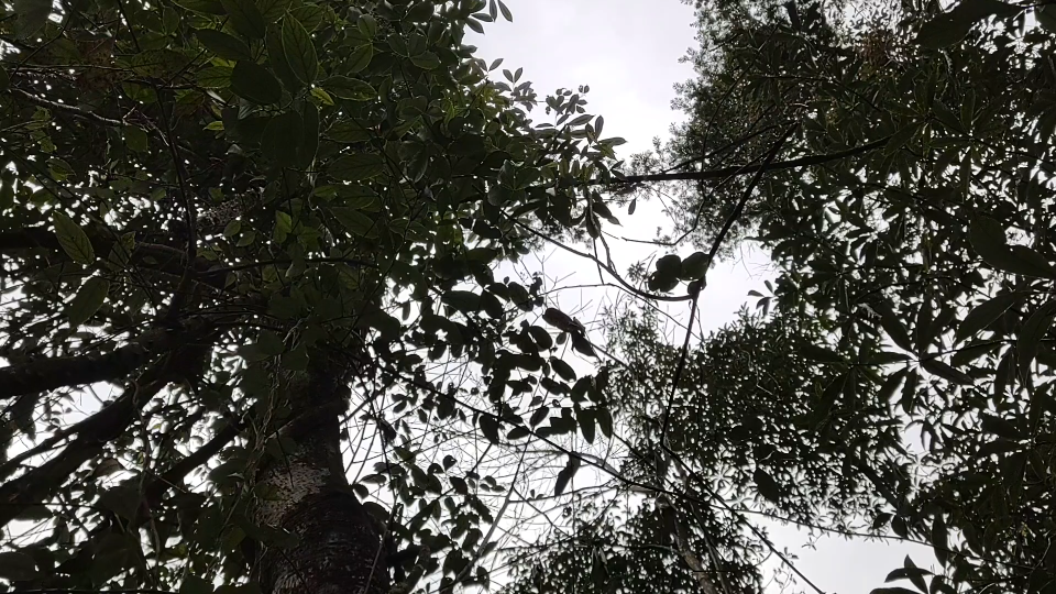 各位四川大山里的藤蔓植物这是啥藤藤,大家欣赏山里美景哔哩哔哩bilibili