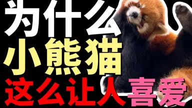 中华小熊猫-哔哩哔哩_Bilibili
