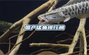 Download Video: 国产淡水猛鱼的战斗力排行榜，虽然样本不够完整，但都是我亲自饲养的体验，希望能给大家带来帮助 #国产猛鱼 #淡水鱼战斗力