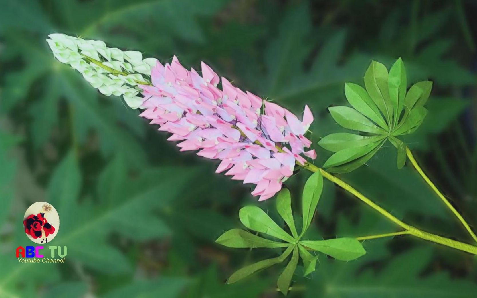abc tv 压花器工艺 鲁冰花之窄叶羽扇豆