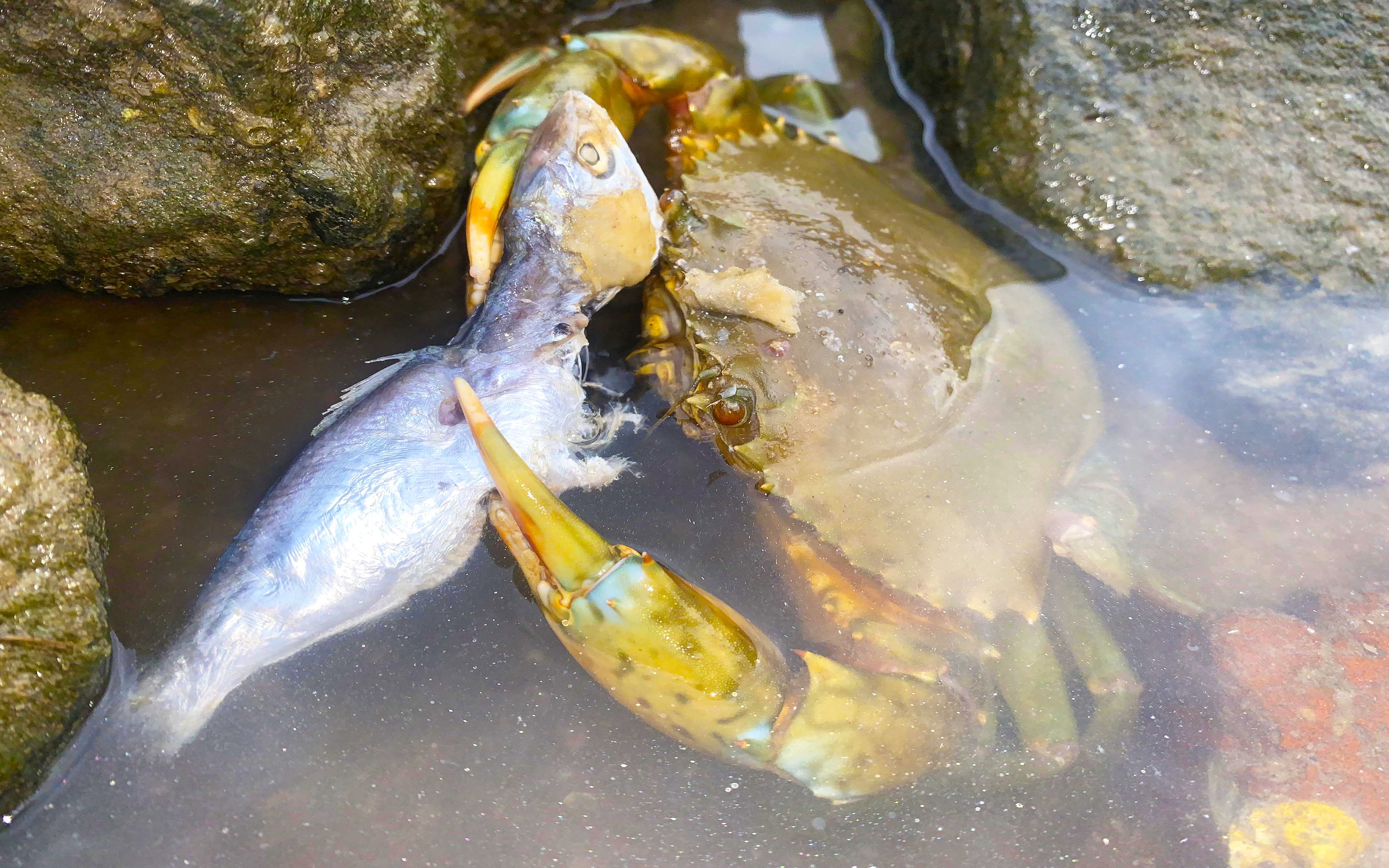 阿聪发现一只螃蟹在吃鱼,还抓住一条魔鬼鱼,轻松入袋300元_哔哩哔哩