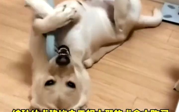 拉布拉多犬多少钱一只,纯种拉布拉多幼犬价格#拉布拉多犬多少钱一只#拉布拉多价格#拉布拉多幼犬哔哩哔哩bilibili