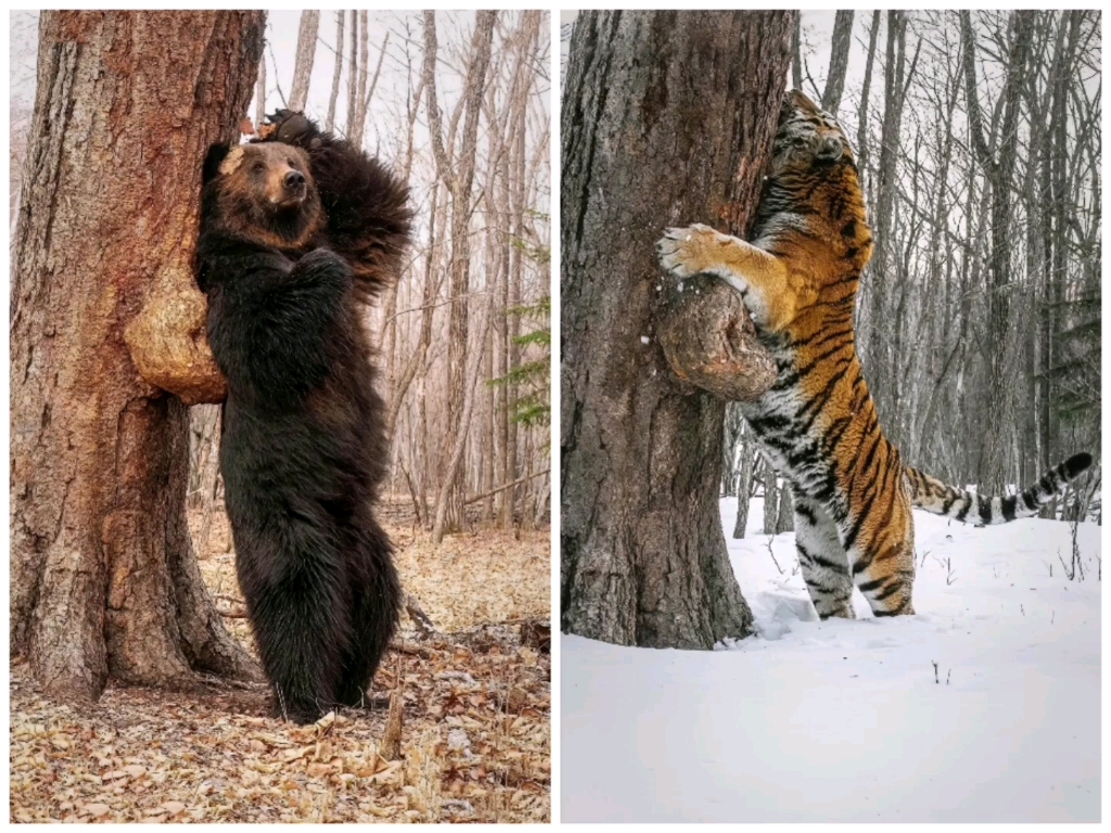 大老虎和大棕熊体型对比