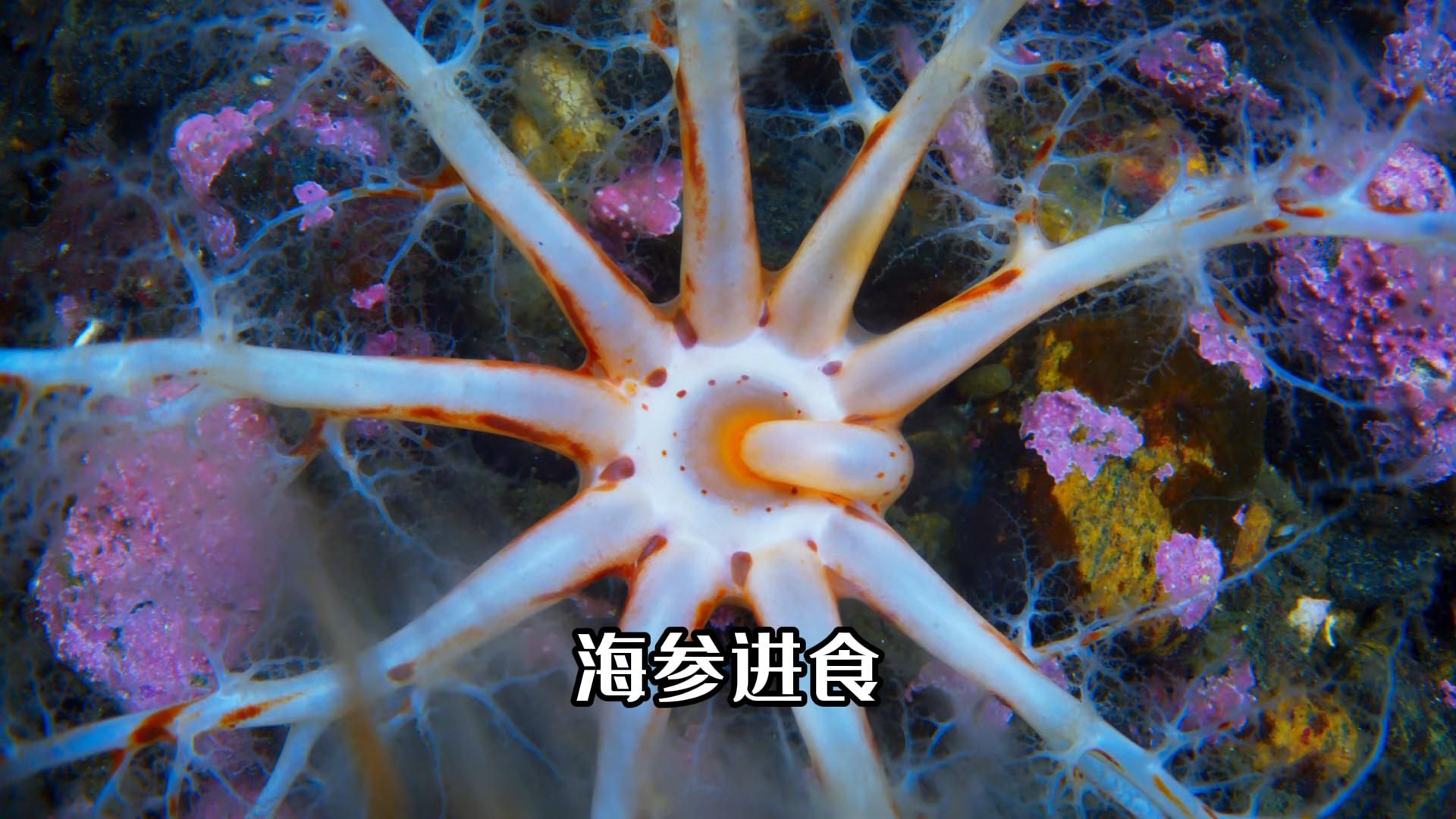 [图]海参进食海星卵