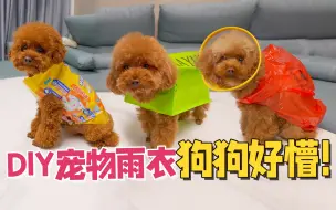 Download Video: 铲屎官给狗狗DIY雨衣，3只小泰迪穿上太傻了：你确定这能挡雨？