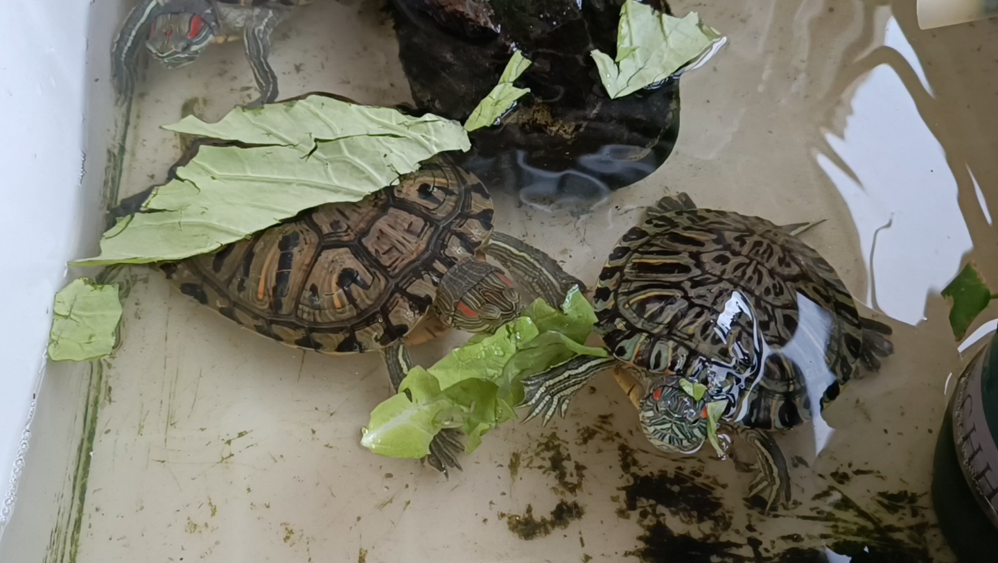 活动作品吃菜龟