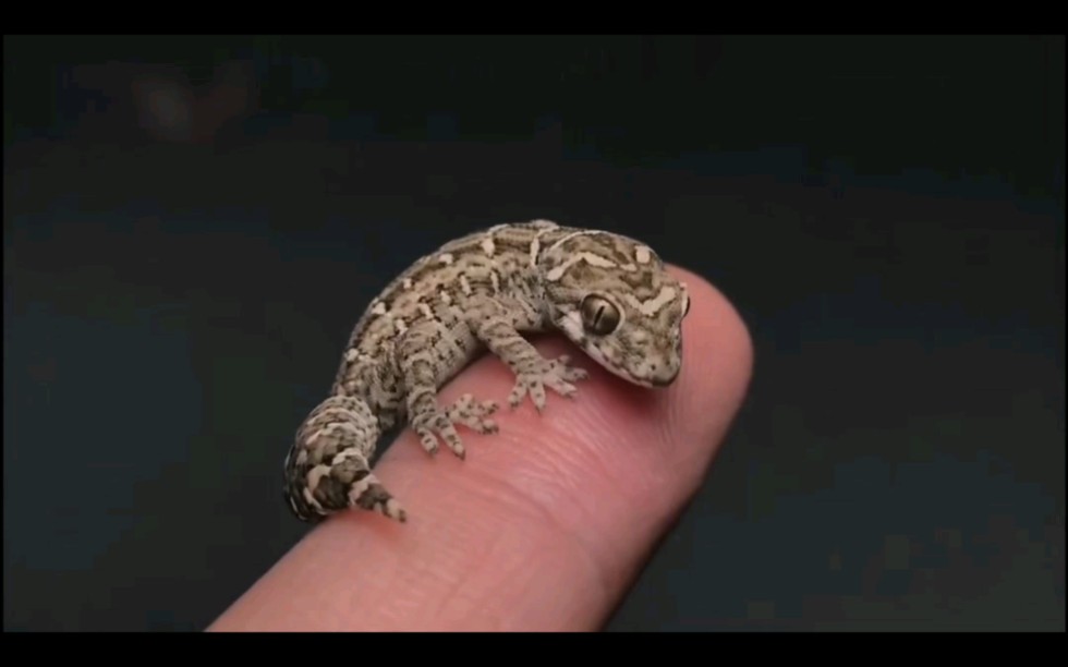 爬宠分享,蝰蛇守宫