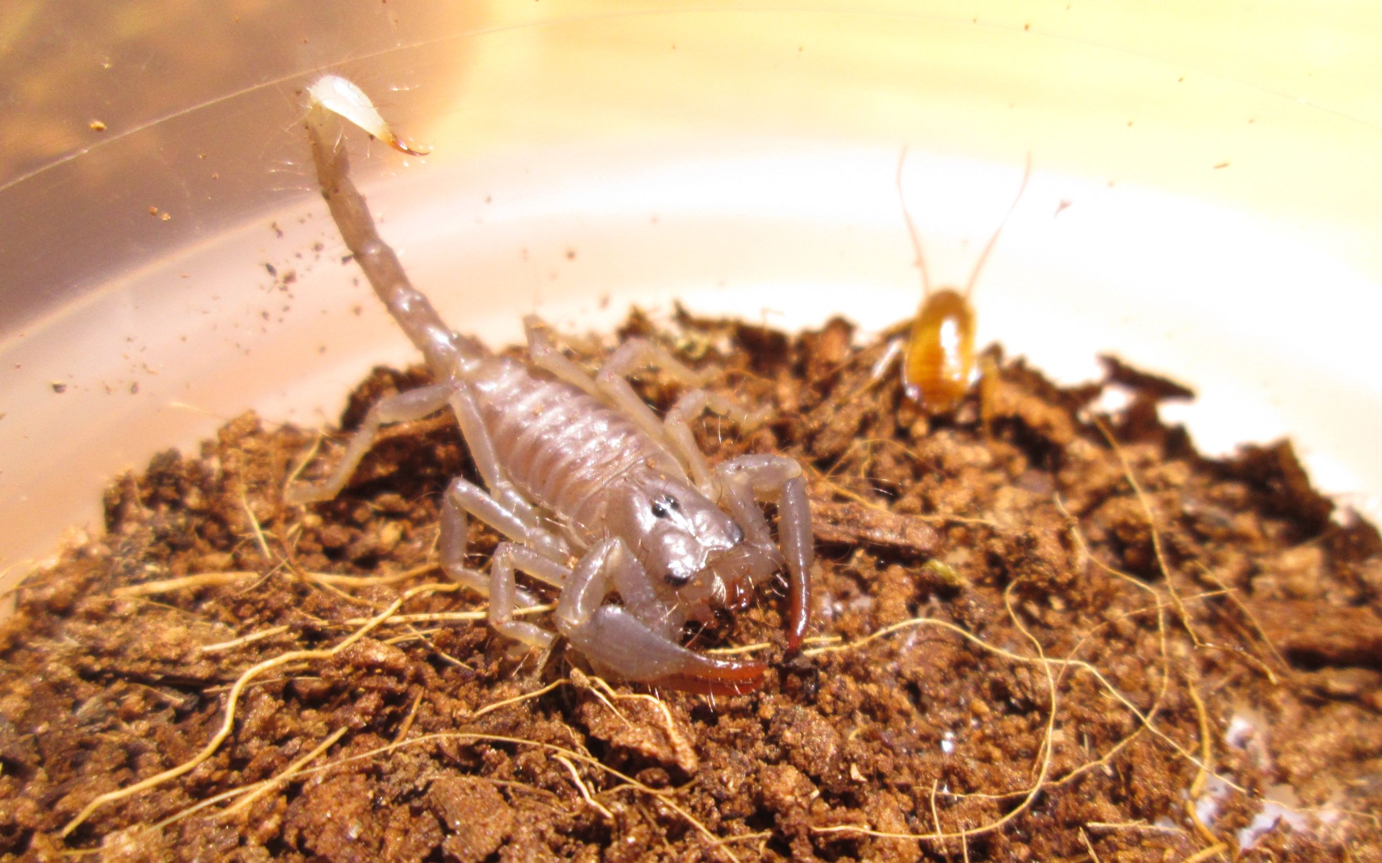 【蝎子】斯氏巨异蝎gigantometrus swammerdami幼体捕食
