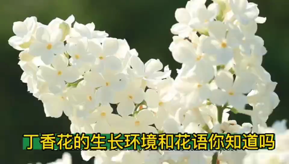 丁香花的生长环境和花语你知道吗?哔哩哔哩bilibili