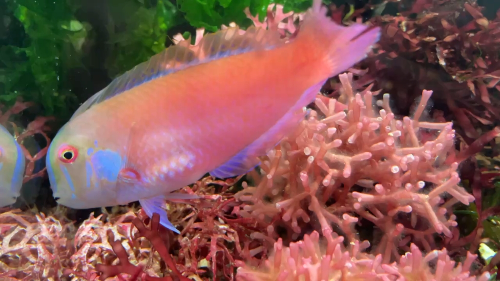 颈鳍蔷薇鱼,你的美很自然.@所有生物均来自自己拖网船捕获.