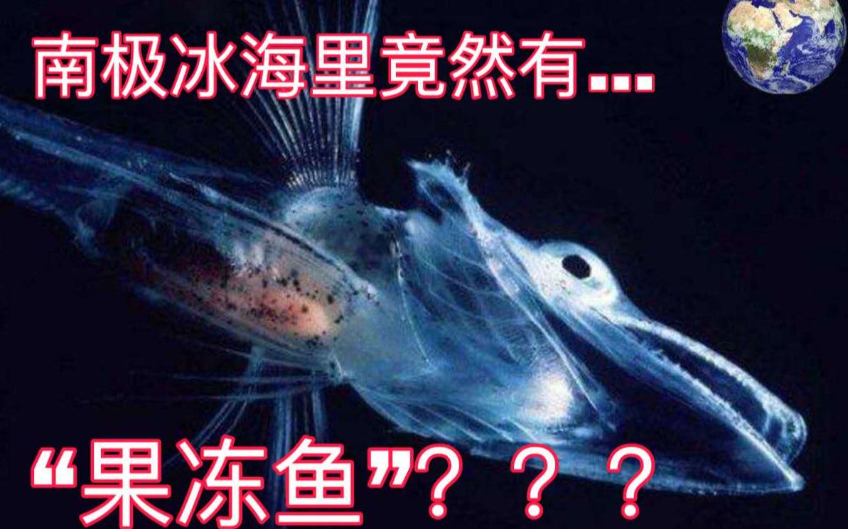 【蛞蝓仙人】南极冰海里居然有“果冻“???哔哩哔哩bilibili