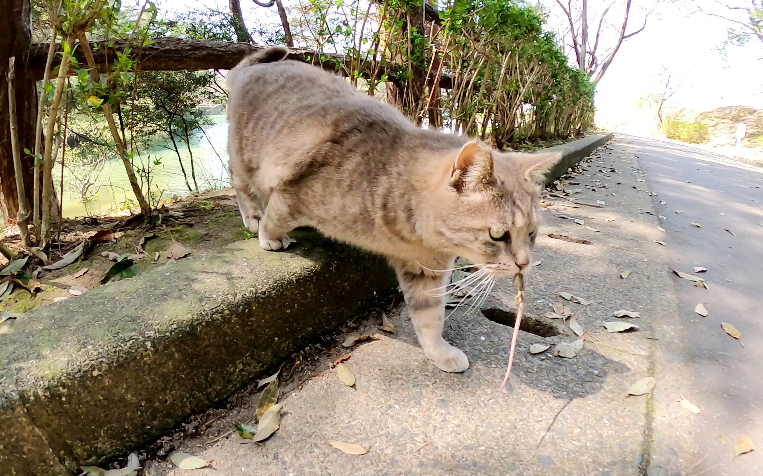 一只肥灰色的猫狩猎蜥蜴并将其呈现给人类哔哩哔哩bilibili