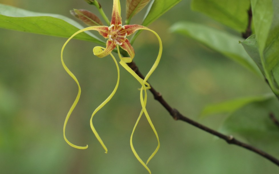 羊角拗,夹竹桃科羊角拗属,有毒植物,远观就好.