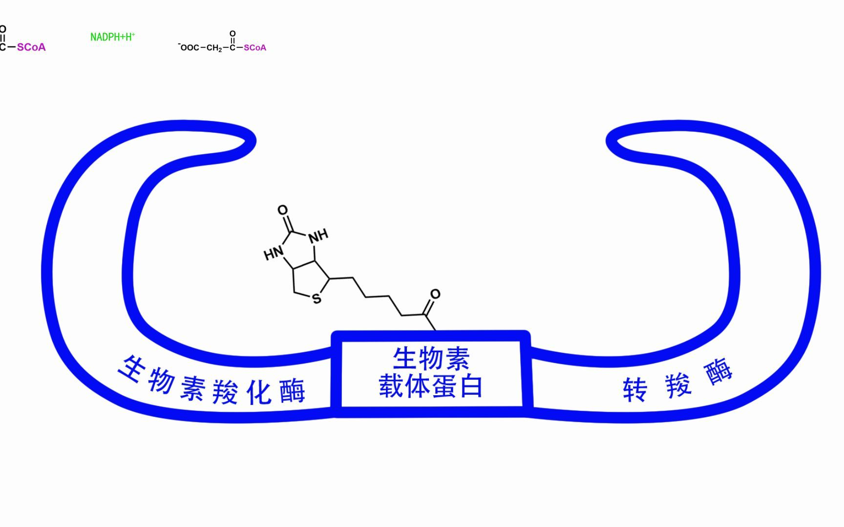 脂代谢4脂肪酸的合成哔哩哔哩bilibili