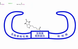 Descargar video: 脂代谢4脂肪酸的合成