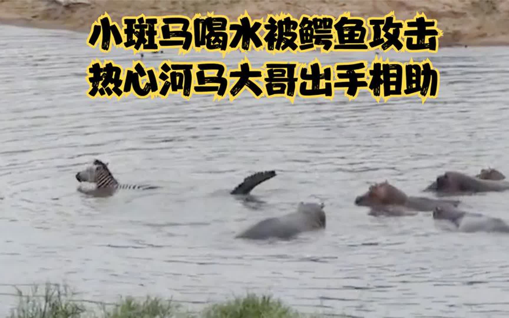 斑马就喝了一口水,就被鳄鱼咬断双腿, 河马看不下去出手相助!