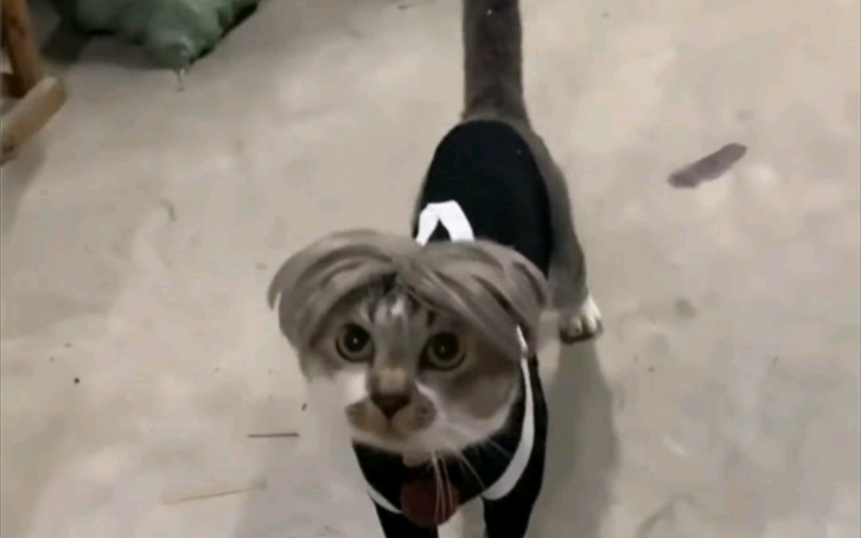 坤哥:我不要面子的吗?坤猫