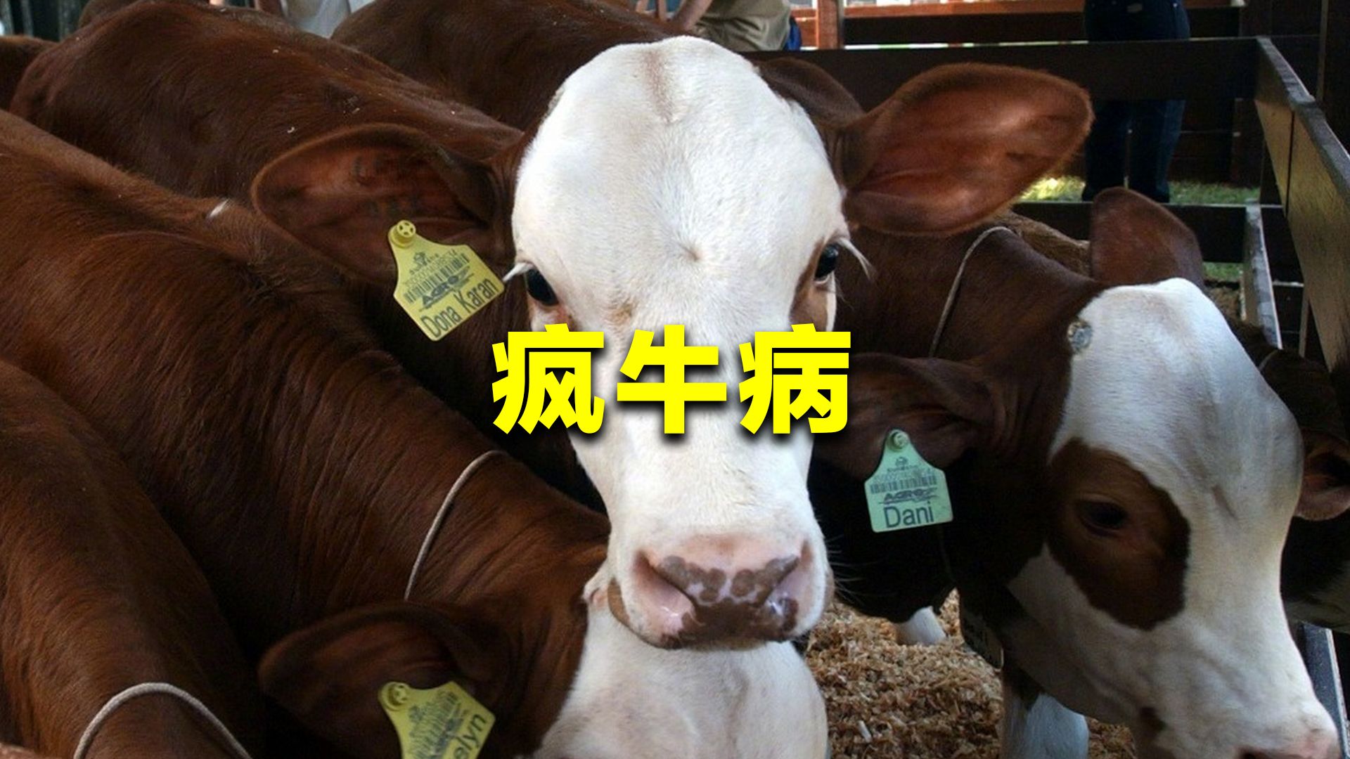 已蔓延全球100多个国家,疯牛病到底多可怕?