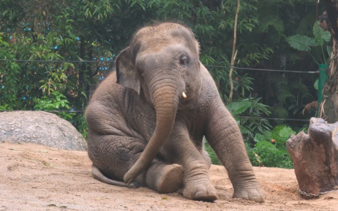 【亚洲象威武】不烦象时的小肥仔还是很可爱滴.