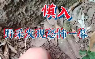 Descargar video: 在成都郊区的森林公园野采结果意外成了探险UP主的我在这里发现了可怕的东西