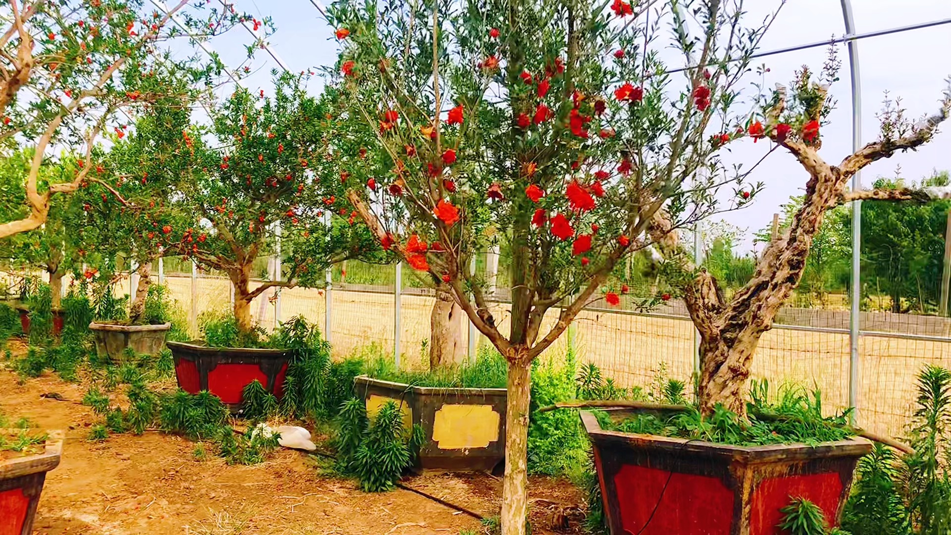 实录红牡丹石榴树家有牡丹富贵平安非常稀的一对价格美丽