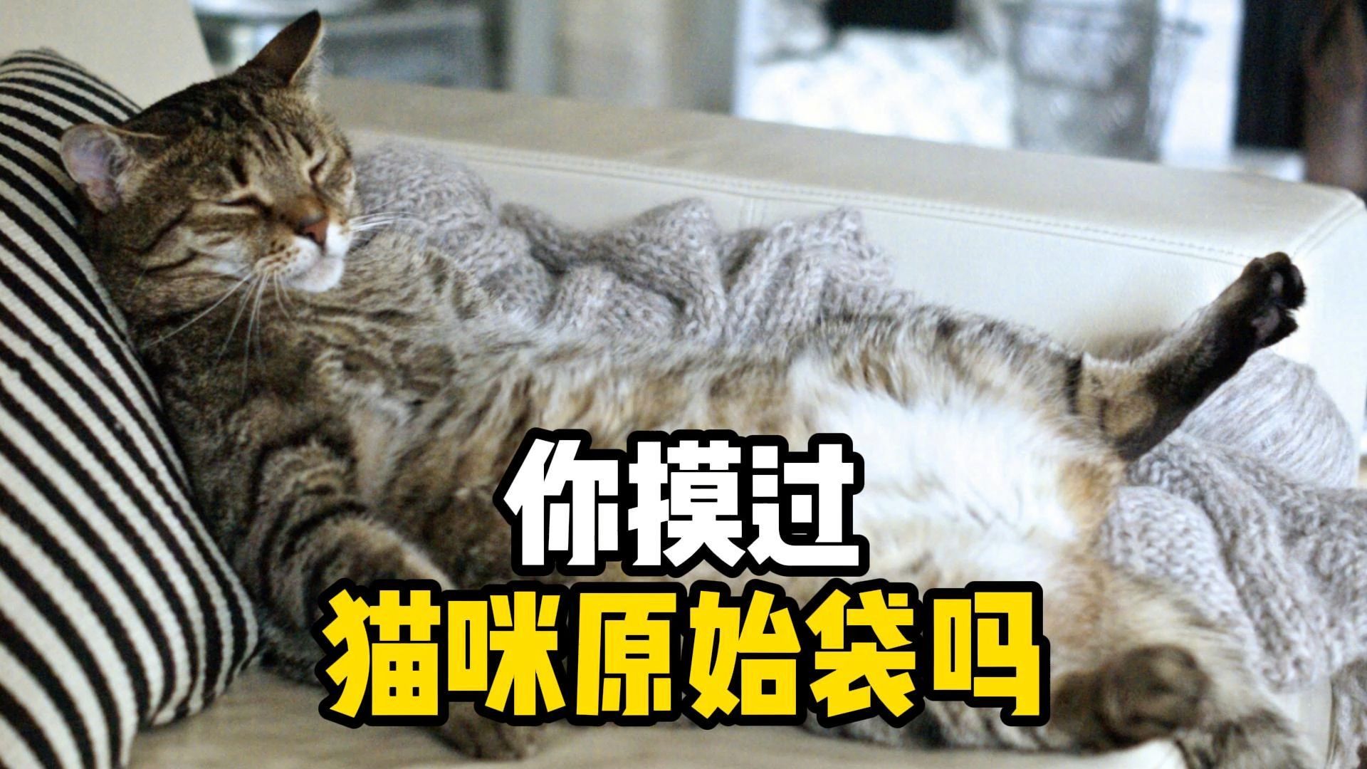 猫的原始袋图片图片