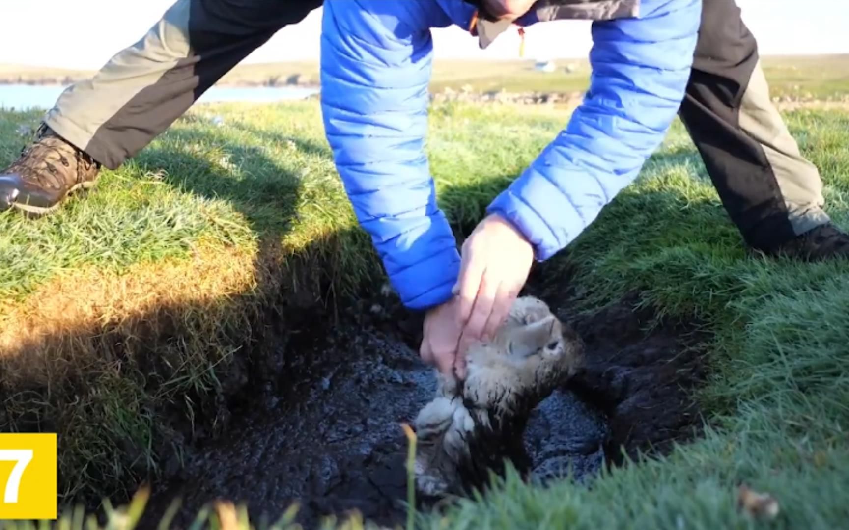 路人简单平凡的救助,就如天使降临一般,拯救动物于水深火热之中