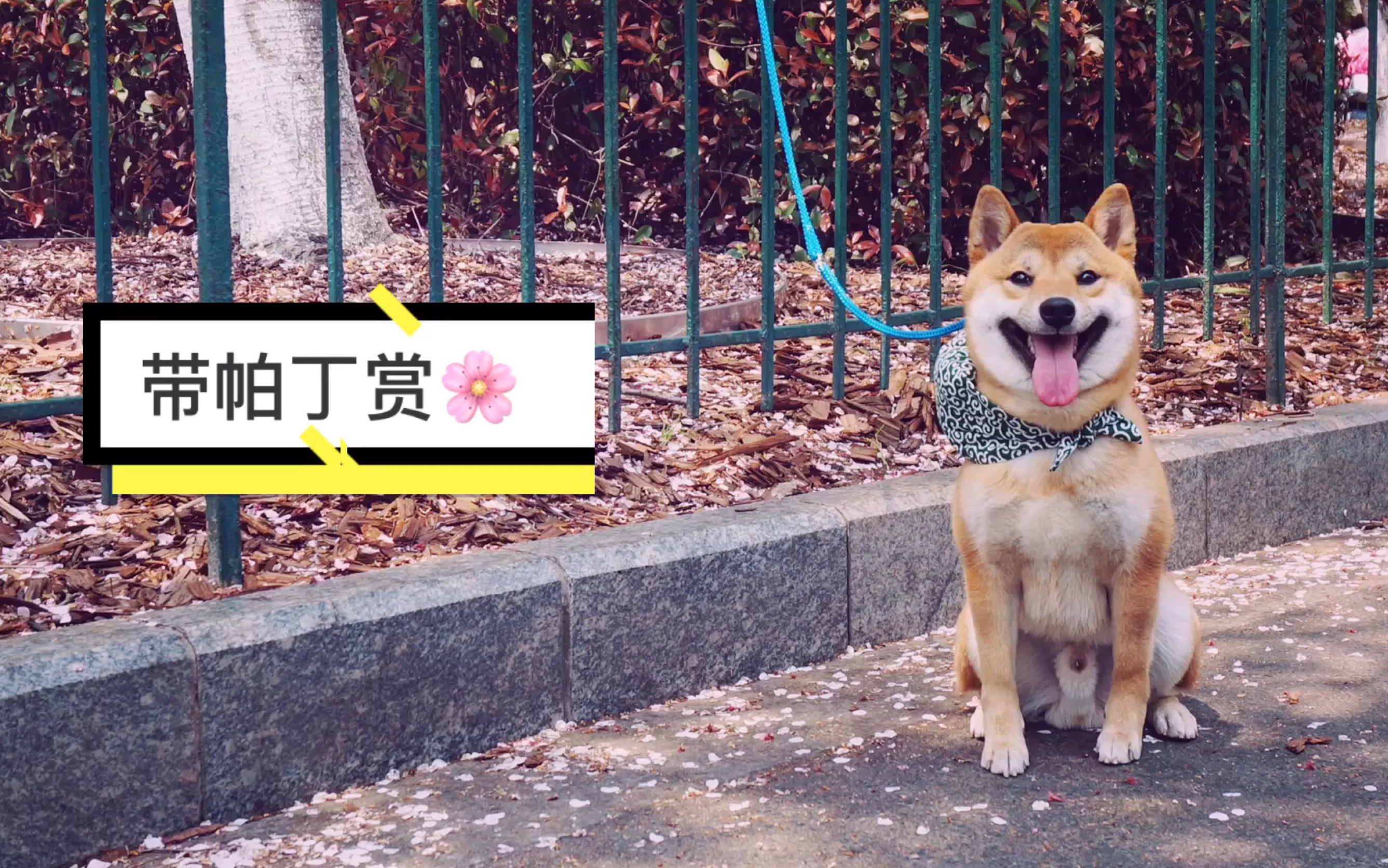 柴犬帕丁带柴犬和玄凤一起看樱花