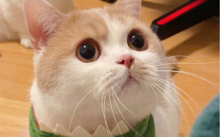 活动作品凸凸我才是这个家最可爱的崽