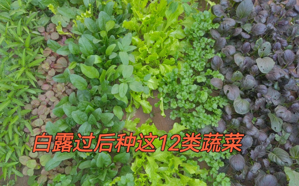 [图]白露过后不要错过这12种蔬菜，一直采收到深秋，赶紧种起来吧