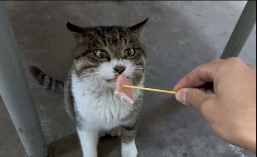 小猫 你可以吃嘎嘎！ （12：00）