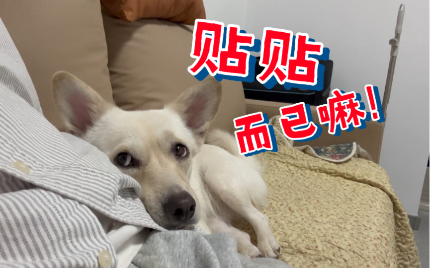 b站最黏人的修狗,没有之一!亲亲亲的辣眼睛98