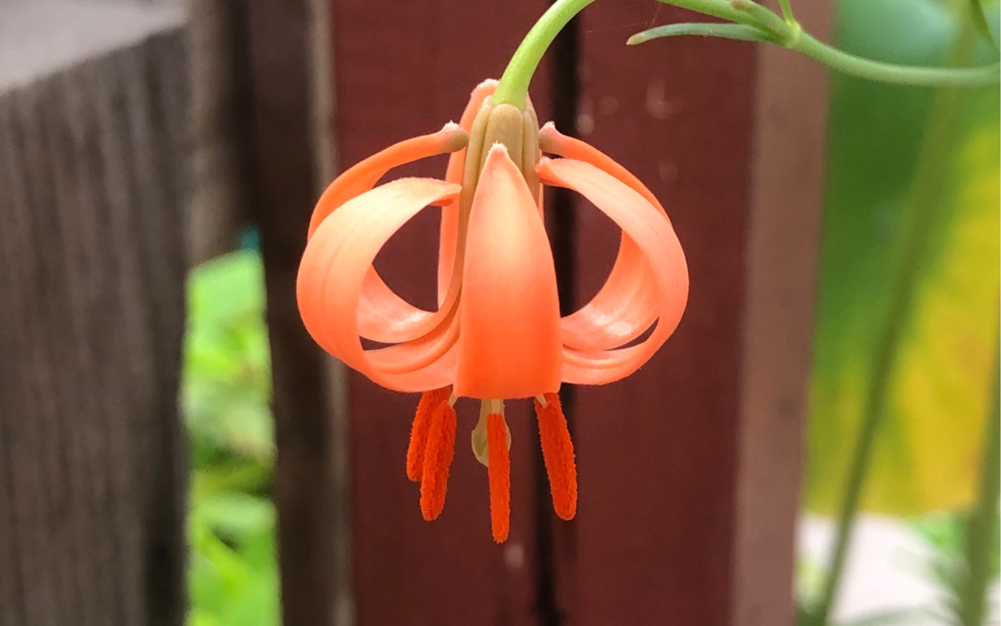 看看2021年春播的条叶百合种球有多大了(去年密植开了两棵)