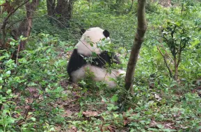 下载视频: 谁这么活泼呀！原来是小花花呀